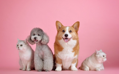 Custodia compartida para perros